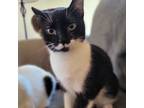 Adopt Peg a Extra-Toes Cat / Hemingway Polydactyl, Domestic Short Hair