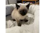 Adopt Chai a Balinese, Siamese