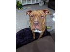 Adopt Missy a Staffordshire Bull Terrier, Mastiff