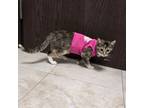 Adopt 4 Kittens-Blink/Gemini/Waylon/Tabitha a Domestic Short Hair