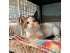 Adopt Callie a Domestic Short Hair