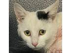 Adopt Eloise a Domestic Short Hair