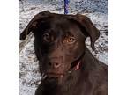 Adopt KAMI a Labrador Retriever