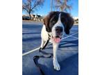 Adopt Buffy a Saint Bernard