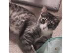 Adopt Maybelle a Maine Coon, Domestic Medium Hair