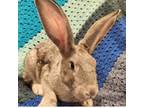 Adopt Lil a Flemish Giant