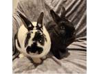 Adopt Rob & Sheri a Havana