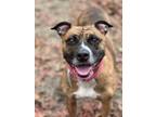 Adopt Brandi a Mixed Breed