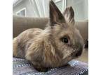 Adopt Bits a Lionhead