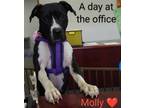 Adopt Molly a Pit Bull Terrier