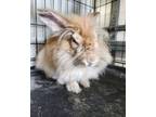 Adopt Raya a Lionhead