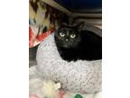 Adopt Macy a Domestic Short Hair