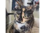 Adopt Kally a Domestic Medium Hair