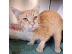 Adopt Maggie a Domestic Short Hair