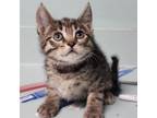 Adopt Raven a Domestic Short Hair