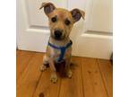 Adopt St Patricks Litter : Ciara a Mixed Breed