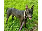 Adopt Marina-Adoption Fee Grant Eligible! a Labrador Retriever, Mixed Breed