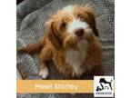 Adopt Shirley a Wirehaired Terrier, Poodle