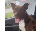 Adopt Nessie a American Staffordshire Terrier