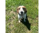 Adopt Maybelle a Beagle