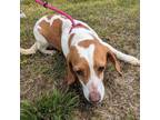 Adopt Myra (waiting on sponsor) a Beagle