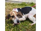 Adopt Lola a Beagle