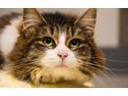 Adopt Biscini a Domestic Medium Hair