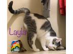 Adopt Layla a Devon Rex, Domestic Short Hair