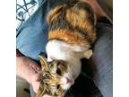 Adopt Sweetie Pie a Calico