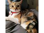 Adopt Mama a Calico