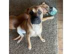 Adopt Sassy a German Shepherd Dog, Mixed Breed