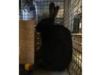 Adopt Liza a Bunny Rabbit