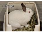 Adopt Loretta a Californian, Netherland Dwarf