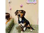 Adopt BIRDIE a Beagle