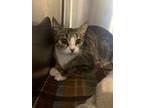 Adopt Sparkle a Domestic Short Hair