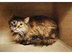 Adopt Selene-kchs-130 a Domestic Medium Hair