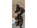 Adopt Kona & Geisha a American Shorthair