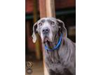 Adopt Azul a Great Dane