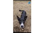 Adopt Ginny a Border Collie