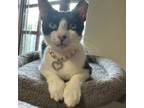 Adopt Zara a Domestic Short Hair