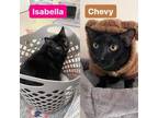 Adopt Isabella and Chevy a Domestic Long Hair