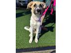 Adopt Fluff a German Shepherd Dog, Mixed Breed