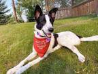 Adopt Evie a Border Collie