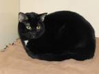 Adopt Iris (3708.5A) a Domestic Short Hair