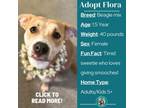 Adopt Flora a Beagle