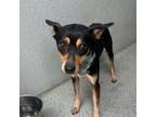Adopt O'dell a Manchester Terrier