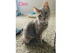 Adopt Cleo a Tabby