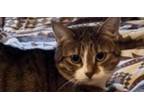 Adopt Pietra a Domestic Short Hair