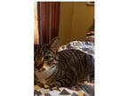 Adopt Aisling a Domestic Short Hair