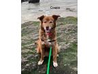 Adopt Cocoa -Southern California a Nova Scotia Duck Tolling Retriever